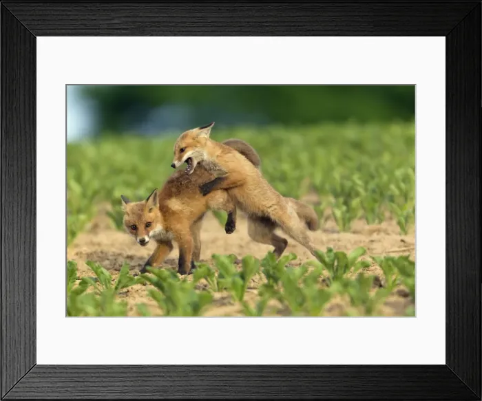 Framed Print : Picture No. 10893810 Framed Print : Picture No. 10893810