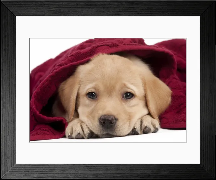Framed Print : Picture No. 10895457 Framed Print : Picture No. 10895457