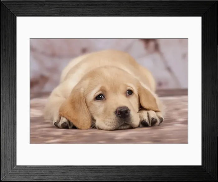 Framed Print : Picture No. 10895466 Framed Print : Picture No. 10895466