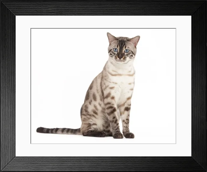 Framed Print : Picture No. 10895476 Framed Print : Picture No. 10895476