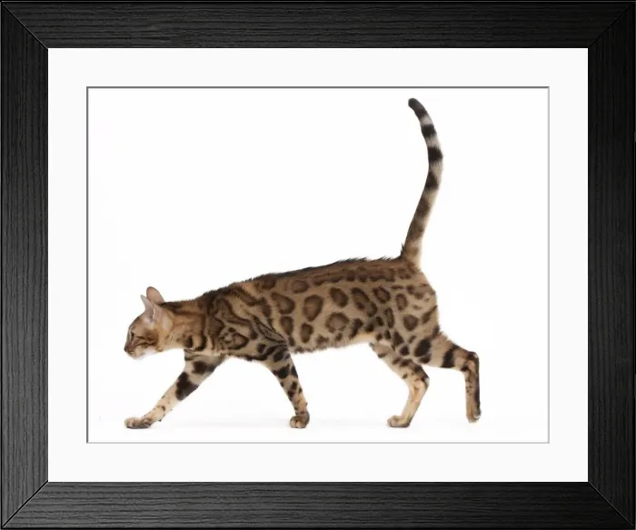 Framed Print : Picture No. 10895475 Framed Print : Picture No. 10895475
