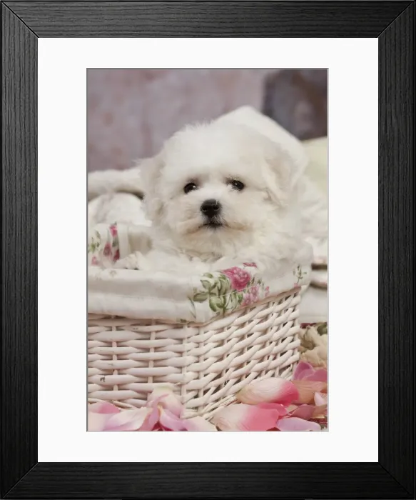 Framed Print : Picture No. 10895486