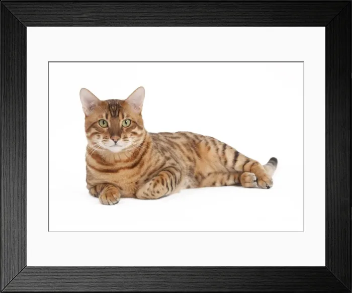Framed Print : Picture No. 10895482 Framed Print : Picture No. 10895482