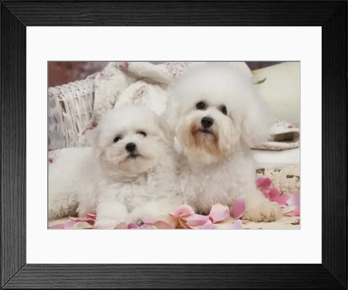 Framed Print : Picture No. 10895488 Framed Print : Picture No. 10895488