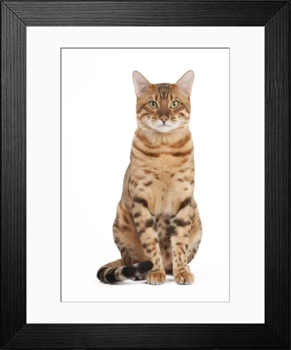 Framed Print : Picture No. 10895484 Framed Print : Picture No. 10895484