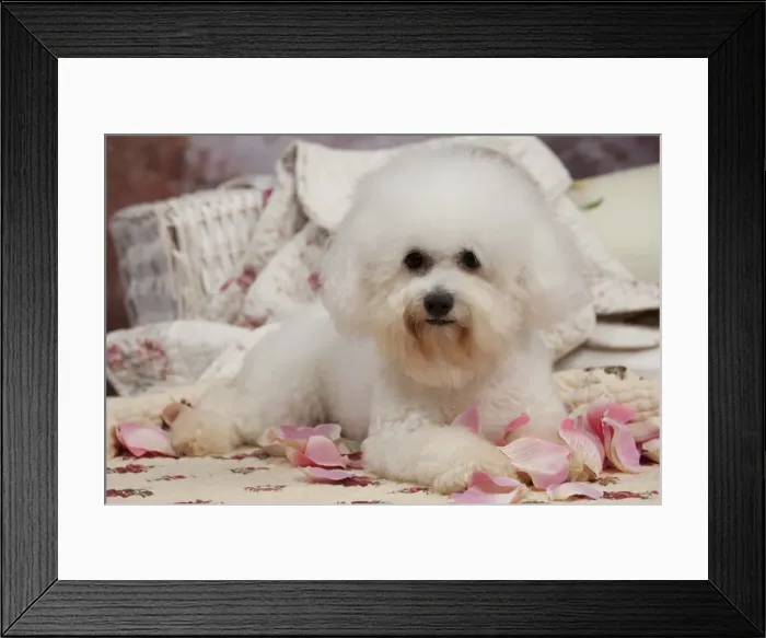 Framed Print : Picture No. 10895490 Framed Print : Picture No. 10895490