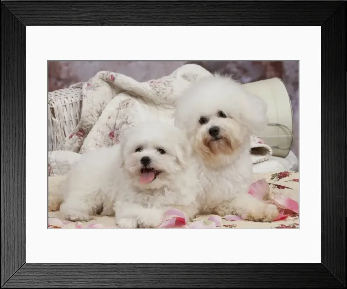 Framed Print : Picture No. 10895489 Framed Print : Picture No. 10895489
