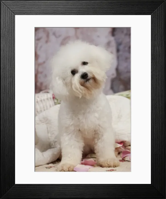 Framed Print : Picture No. 10895491 Framed Print : Picture No. 10895491
