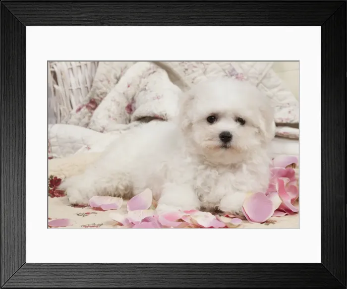 Framed Print : Picture No. 10895487 Framed Print : Picture No. 10895487
