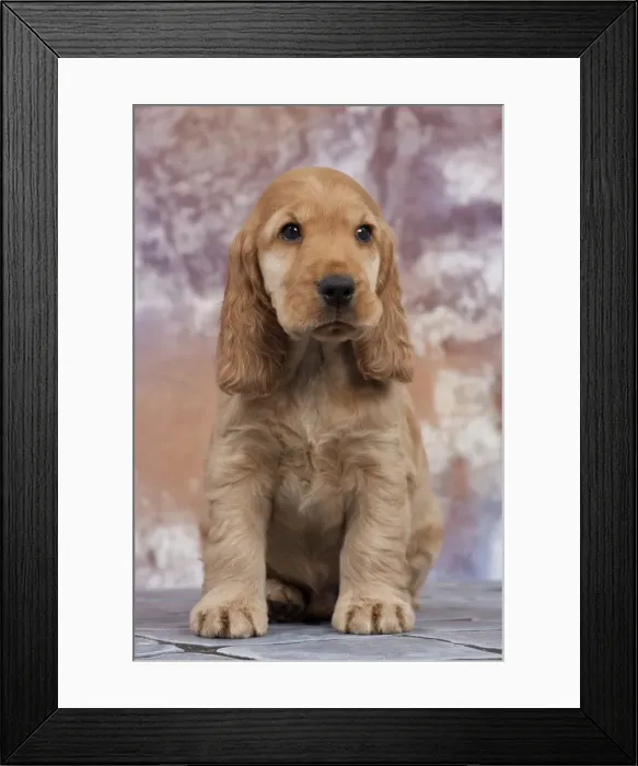 Framed Print : Picture No. 10895497