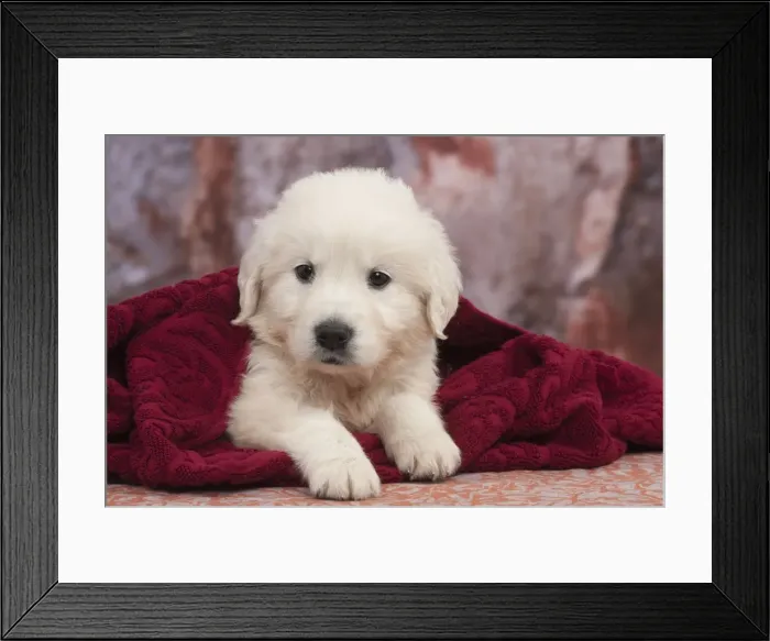 Framed Print : Picture No. 10895501 Framed Print : Picture No. 10895501