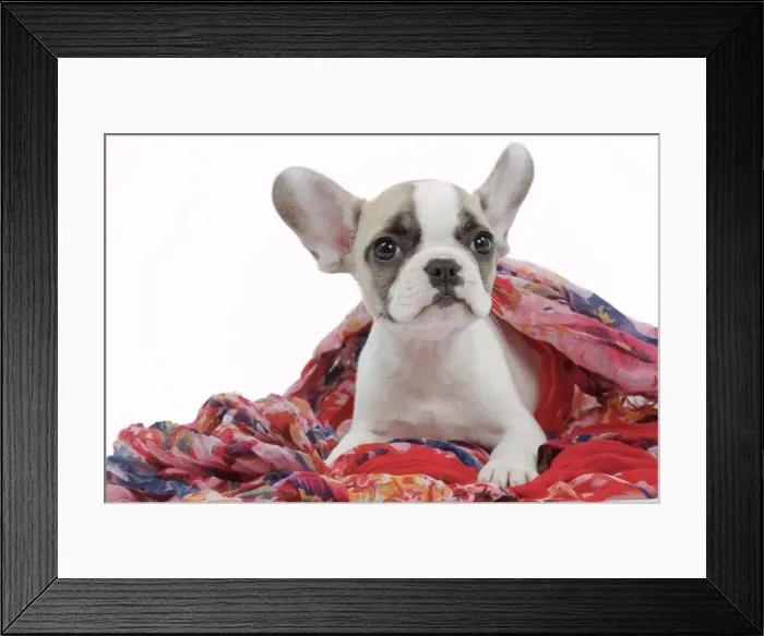 Framed Print : Picture No. 10895504 Framed Print : Picture No. 10895504
