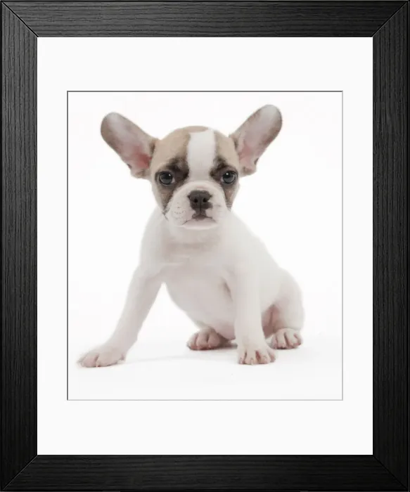 Framed Print : Picture No. 10895506 Framed Print : Picture No. 10895506