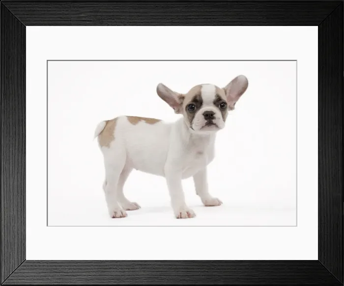 Framed Print : Picture No. 10895508 Framed Print : Picture No. 10895508