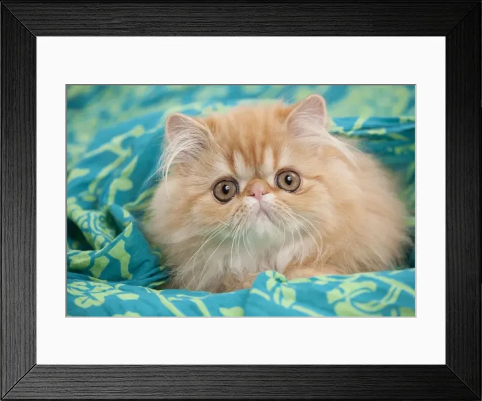 Framed Print : Picture No. 10895515