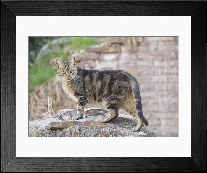 Framed Print : Picture No. 10895512