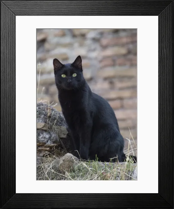 Framed Print : Picture No. 10895509 Framed Print : Picture No. 10895509