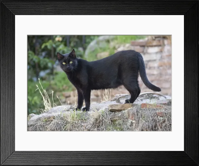 Framed Print : Picture No. 10895510