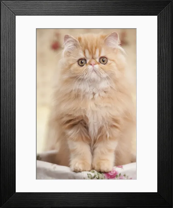Framed Print : Picture No. 10895516 Framed Print : Picture No. 10895516