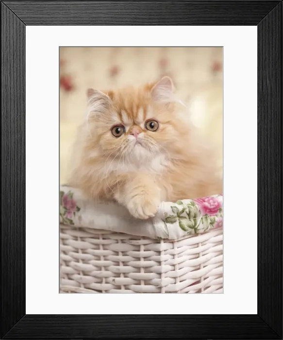 Framed Print : Picture No. 10895517 Framed Print : Picture No. 10895517