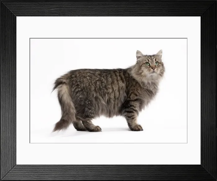 Framed Print : Picture No. 10895522 Framed Print : Picture No. 10895522