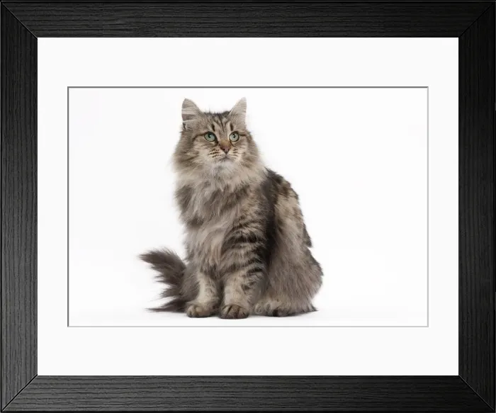 Framed Print : Picture No. 10895523