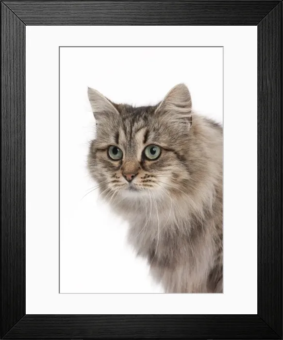 Framed Print : Picture No. 10895524 Framed Print : Picture No. 10895524