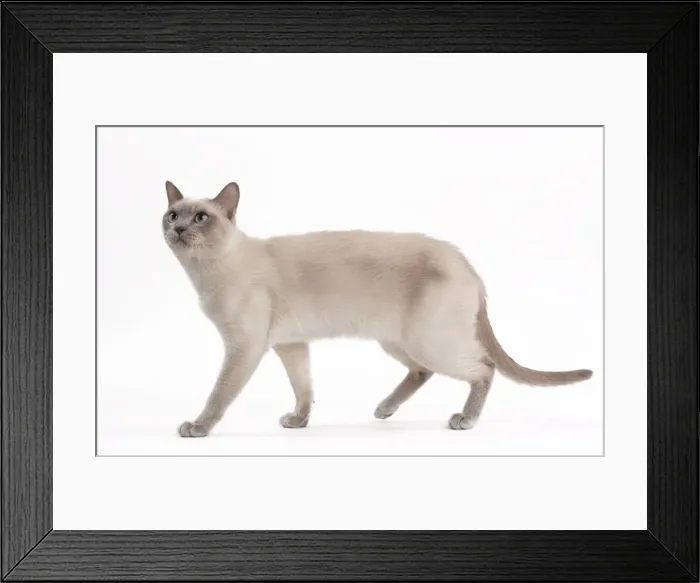 Framed Print : Picture No. 10895525 Framed Print : Picture No. 10895525