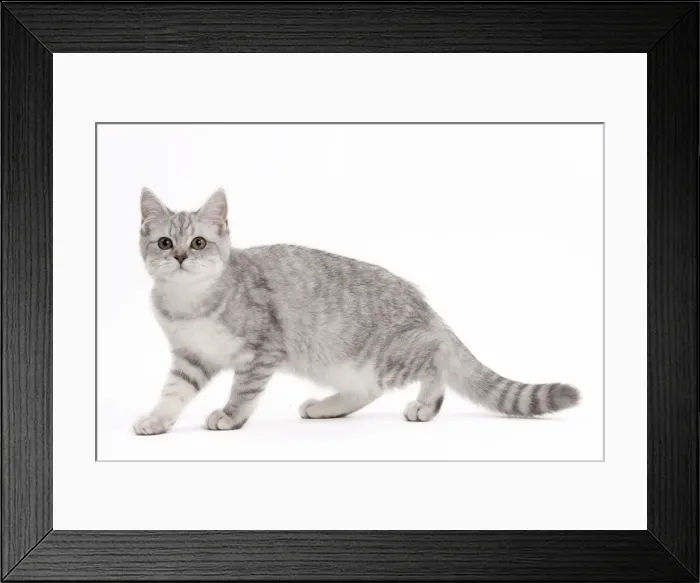 Framed Print : Picture No. 10895528