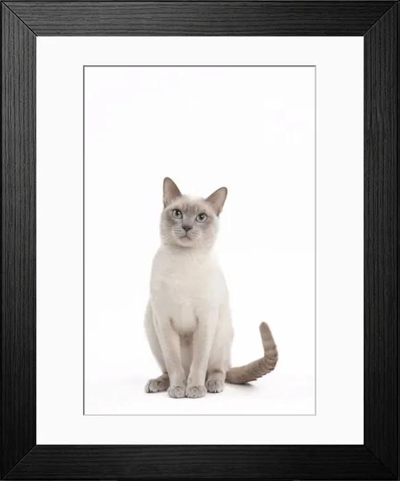 Framed Print : Picture No. 10895527 Framed Print : Picture No. 10895527