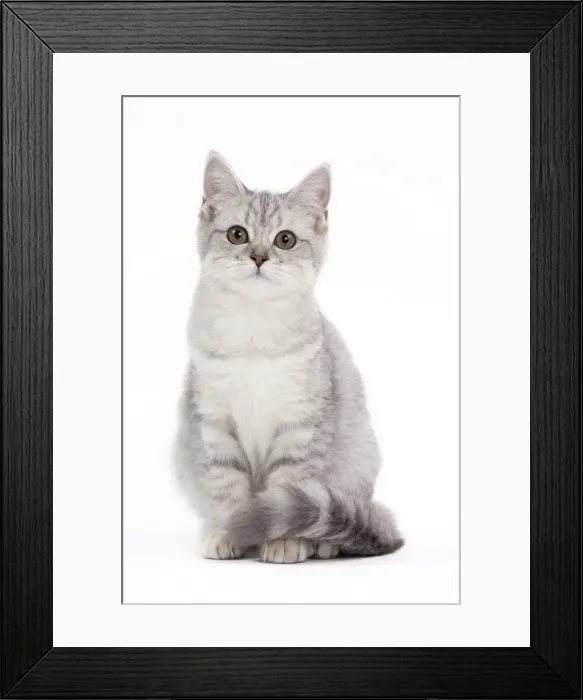 Framed Print : Picture No. 10895531 Framed Print : Picture No. 10895531