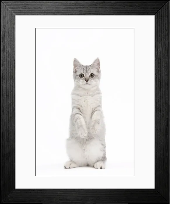 Framed Print : Picture No. 10895529
