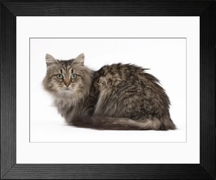 Framed Print : Picture No. 10895521 Framed Print : Picture No. 10895521