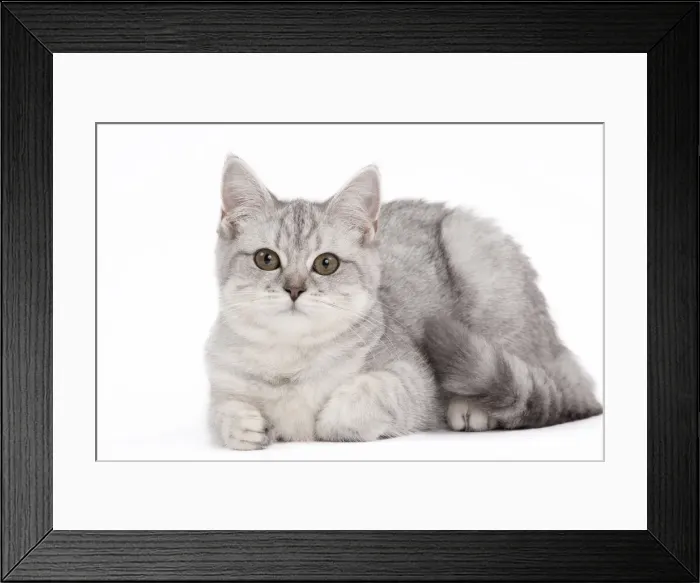Framed Print : Picture No. 10895530 Framed Print : Picture No. 10895530