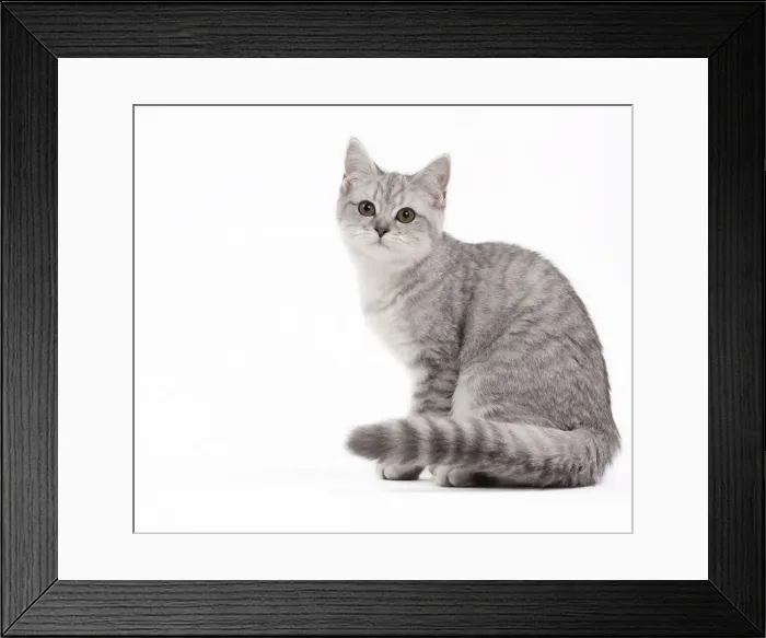 Framed Print : Picture No. 10895532 Framed Print : Picture No. 10895532