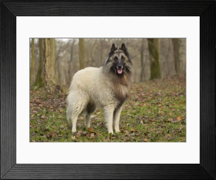 Framed Print : Picture No. 10895533 Framed Print : Picture No. 10895533