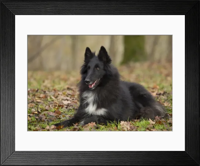 Framed Print : Picture No. 10895537