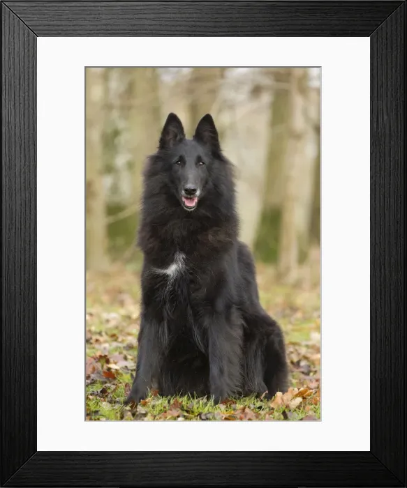 Framed Print : Picture No. 10895538 Framed Print : Picture No. 10895538