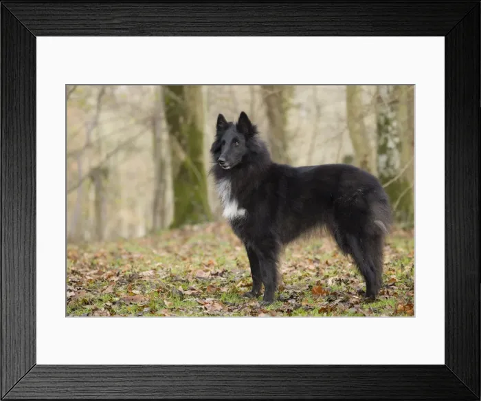 Framed Print : Picture No. 10895536 Framed Print : Picture No. 10895536