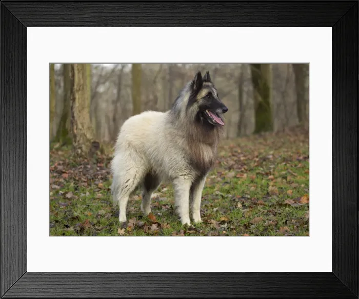 Framed Print : Picture No. 10895534 Framed Print : Picture No. 10895534