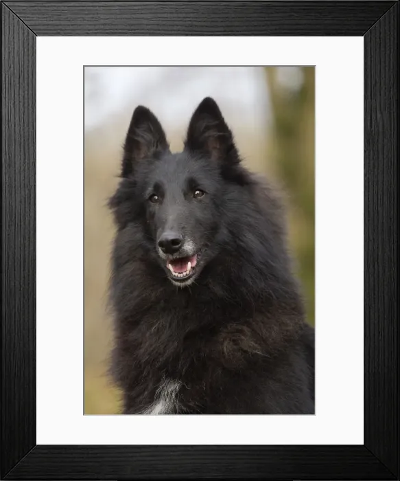Framed Print : Picture No. 10895539 Framed Print : Picture No. 10895539