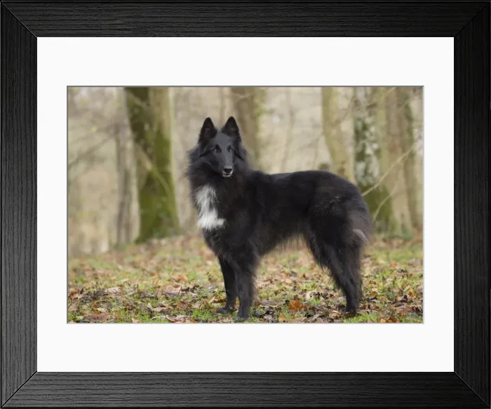 Framed Print : Picture No. 10895535 Framed Print : Picture No. 10895535