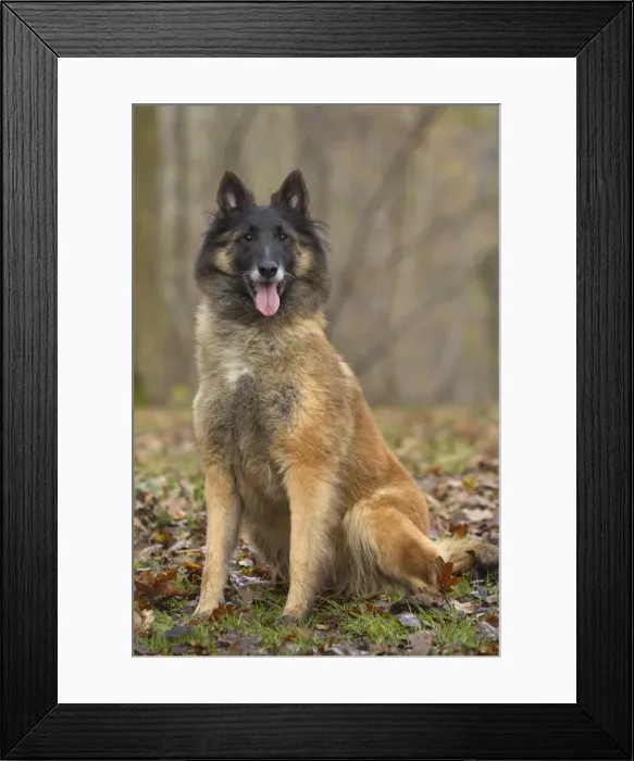 Framed Print : Picture No. 10895541 Framed Print : Picture No. 10895541