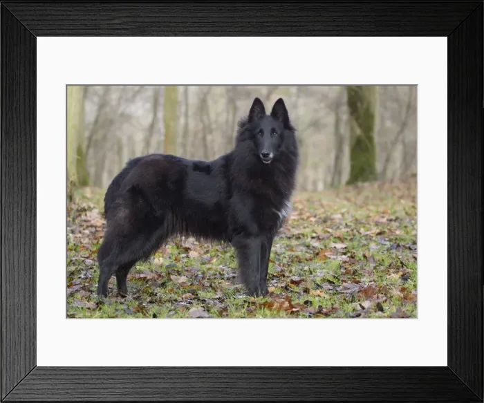 Framed Print : Picture No. 10895540 Framed Print : Picture No. 10895540