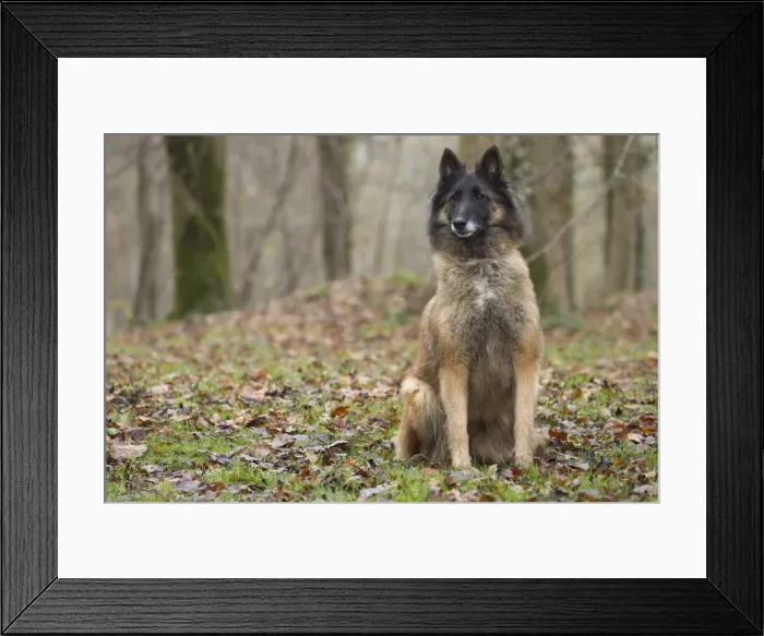 Framed Print : Picture No. 10895542 Framed Print : Picture No. 10895542