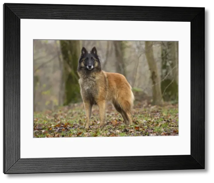 Framed Print : Picture No. 10895543 Framed Print : Picture No. 10895543