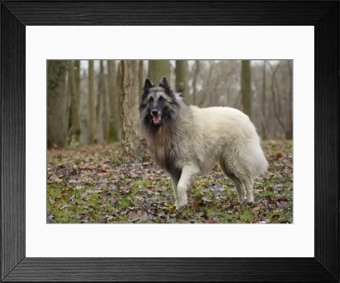 Framed Print : Picture No. 10895545 Framed Print : Picture No. 10895545