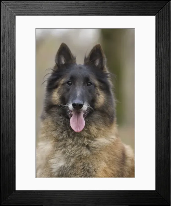 Framed Print : Picture No. 10895544 Framed Print : Picture No. 10895544