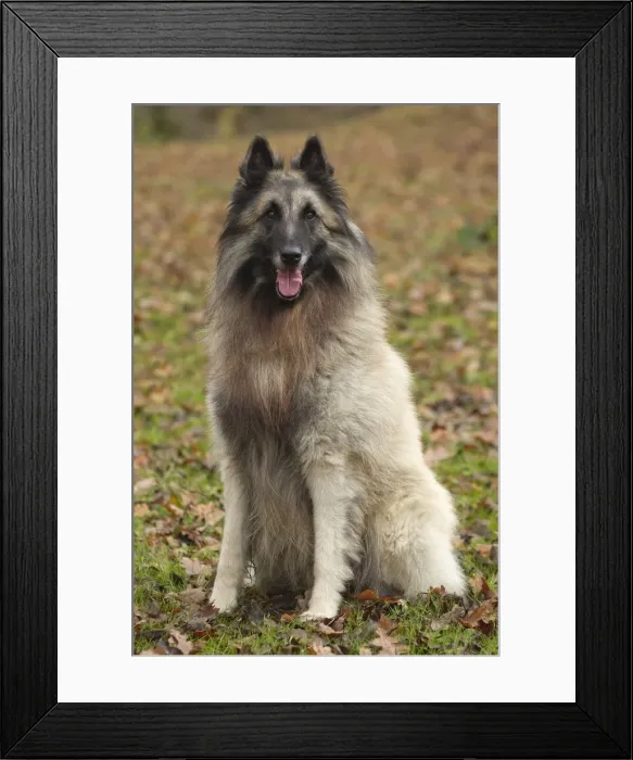 Framed Print : Picture No. 10895549 Framed Print : Picture No. 10895549