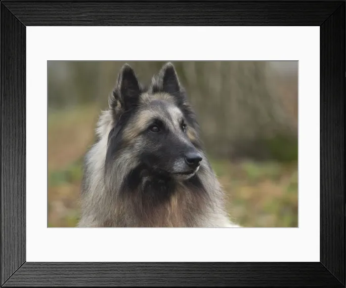 Framed Print : Picture No. 10895551 Framed Print : Picture No. 10895551